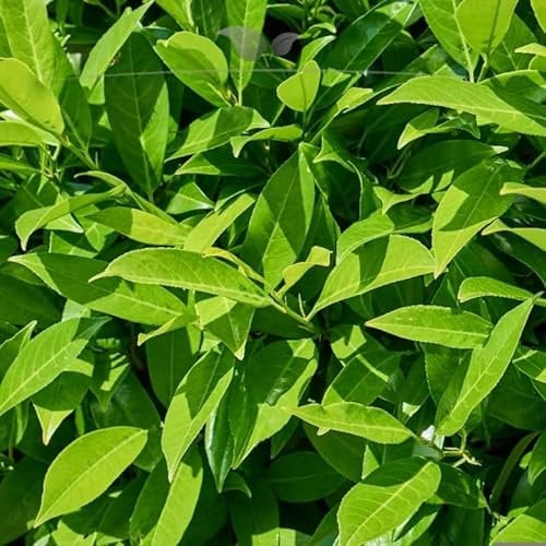 Kirschlorbeer Lorbeerkirsche Caucasica 140-160 cm. 3 St. Kirschlorbeer Hecke