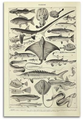 HUANA Vintage-Poster, Motiv: Fische, Haie, Rochen, dekoratives Gemälde, Leinwand, Wandposter und Kunstdruck, moderne Familienschlafzimmer-Dekoration, Poster, 30 x 45 cm