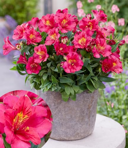 BALDUR Garten Winterharte Alstromeria Incalys® 'Cherry', 1 Pflanze | Neuzüchtung, winterhart bis -8°C, blühender Blickfang von Mai bis Oktober, Lieferung im 12 cm XL Topf