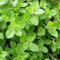 500 Semillas de Orégano - planta aromática jardín - semillas campesinas reproducibles - SemiSauvage