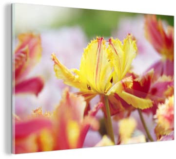 MuchoWow Glasbild Glasfoto Wandbild Bilder Deko 60x40 cm Tulpe in Nahaufnahme