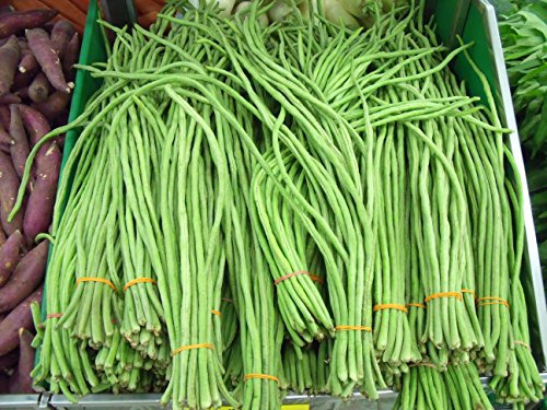 5 g (aprox. 30) yardas de semillas de frijol verde SPAGHETTI Snake Bean, frijol largo chino, frijol espagueti, cowpea