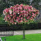 20 Stücke Sehr Seltene Vanille Erdbeere Hortensie Blumen Samen Bonsai Baum Hausgarten Pflanze Bonsai