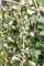 Hedera helix 'Goldheart' 60-100 cm - Efeu, gelb-grüne Blätter, immergrün, ideal für Wände und Zäune, pflegeleicht, winterhart