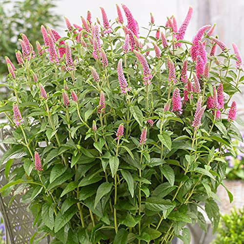 Veronica Premier Amour | Plante Vivace Caduque | Plante en Pot Extérieure | Fleurissant rose