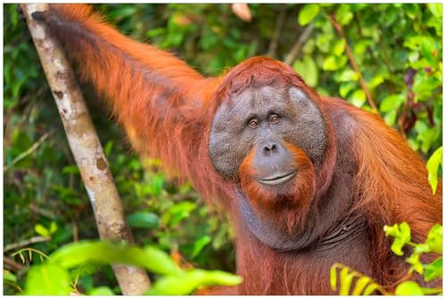 Wallario Küchenrückwand selbstklebend 90 x 60 cm, Motiv: Orang-Utan im Regenwald | Spritzschutz abwischbar & pflegeleicht