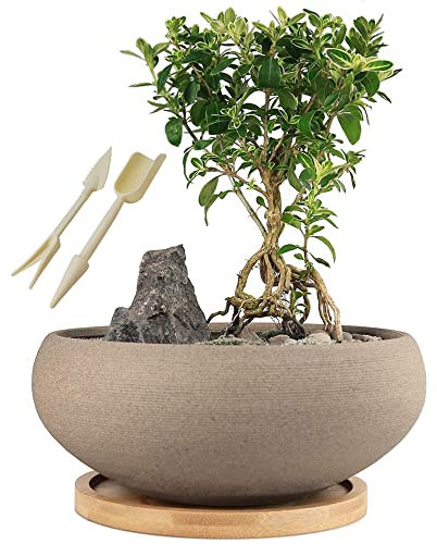 Muzhi Pot rond en céramique non émaillée avec plateau en bambou, grand pot de fleurs grasses avec trou de drainage 20,3 cm