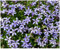 10 x Isotoma fluviatilis 'Country Park' (Winterhart/Staude/Bodendecker/Mehrjährig/Stauden) Blauer Bubikopf/Gaudich - Dauerblüher - Teppiche aus dunkeln Blau - Rasenersatz - von Stauden Gänge