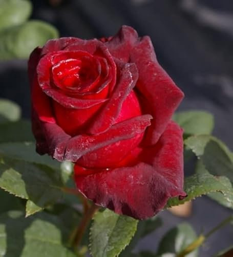 Edelrose Black Baccara ® - Rosa Black Baccara ® - Teehybride - Meilland-Rose
