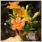 (Wüstenrose pflanze mix) - Desert rose plant - Adenium obesum pflanze - Adenium obesum wüstenrose - Wüstenrose pflanze kaufen-1zwiebeln-C