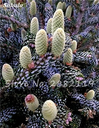 vegherb 8: Abies Samen, koreanische Tanne, Nordmannstanne (Weihnachtsbaum, Conifer) Samen Baum. Haus-Garten Bonsaipflanzen und Blumen-Samen 100 PC-8