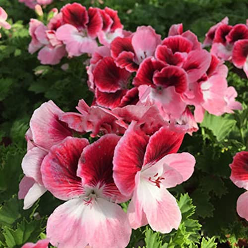 Saterkali Gemischte Geraniensamen, 50 Stück, gemischte Geraniensamen, Pelargonium Hortorum, Balkongarten-Blumenpflanze