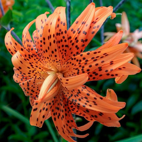 Lilien Zwiebeln Flore Pleno - 10 Zwiebeln - Blumenzwiebeln Frühling - Sommerblumen mehrjährig winterhart - Niederländische Qualität - Für Garten und Töpfe - Kübelpflanzen winterhart