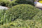 Ilex crenata 'Green Lustre' 20-25 cm - Japanische Stechpalme, immergrün, ideal für Hecken und Kübel, pflegeleicht, winterhart