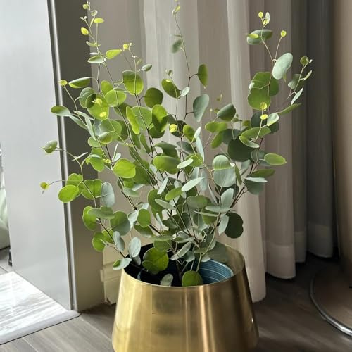 eukalyptussamen winterhart eukalyptus exotische minigarten zimmerpflanzen, kaufen zimmerbonsai 60pcs