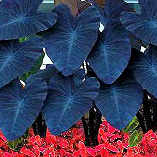 Benoon Alocasia Seeds, 10 Stück/Beutel Alocasia Seeds Leicht Zu Züchten Seltene Elefantenohrförmige Blumentaropflanzen Gartensamen Für Den Innenhof Alocasia Seeds 2