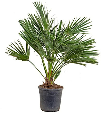 Chamaerops Humilis - Palma nana europea - Palma - Resistente - ⌀24 cm - 80-90 cm