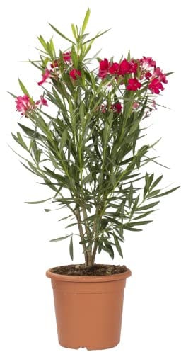 KENTIS - Set di Nerium Oleander Rosso - Oleandro Pianta Vera da Esterno - H 125-150 cm Vaso Ø 30 cm