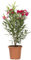 KENTIS - Set di Nerium Oleander Rosso - Oleandro Pianta Vera da Esterno - H 125-150 cm Vaso Ø 30 cm