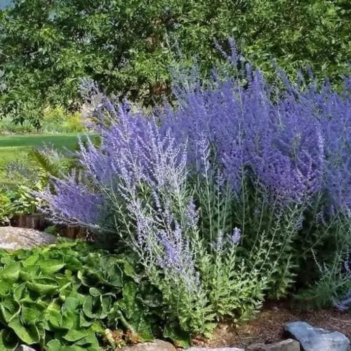 100 pcs Blauraute kaufen samen - samen blumen blumensamen geschenk,Perovskia abrotanoides, wildblumensamen topfpflanzen flowers blumendeko dachbegrünung garten pflanzen pflanzensamen