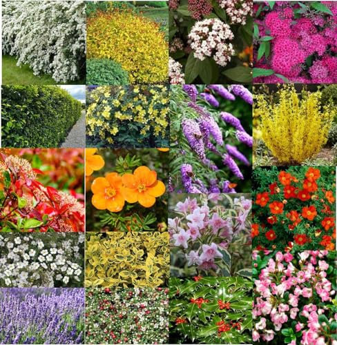 Assortment of Five Garden Ready Hardy Border Plants, Colourful Garden shrubs in 9cm pots
