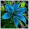 Lilien Zwiebeln,Winterharte mehrjährig,Dekorative blumen,lilie Riesen,Gartenzwiebeln,lilienknollen,seltene pflanzen,Lilien im topf,Asiatische lilien,lilie forever susan.-10zwiebeln-D