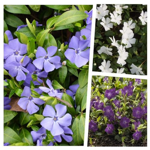 Stauden Gänge 9 x Vinca minor Farbmix (Staude/Winterhart/Bodendecker/Immergrün/Mehrjährig) Kleines Immergrün im Mix - Ein Teppich in Blau, Weiß und Lila - sehr pflegeleicht