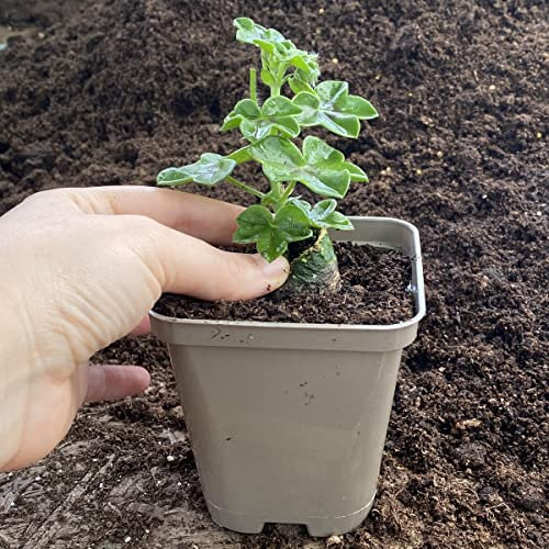 Recyclable Square Taupe-Grey 9cm Plastic Plant Pots (100)
