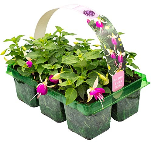 6 x Basket Plants - Fuchsia Semi-Trailing Bella Nora | Garden Bedding, Border, Hanging Basket Display Annuals