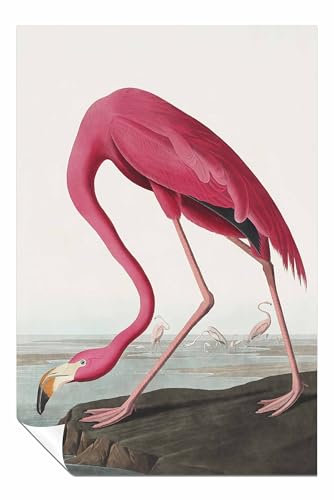 Panther Print Poster Pink Flamingo II From Birds of America 1827, ungerahmt, Bilder für Wände, Schlafzimmer, Wohnzimmer und Badezimmer, 76 x 51 cm