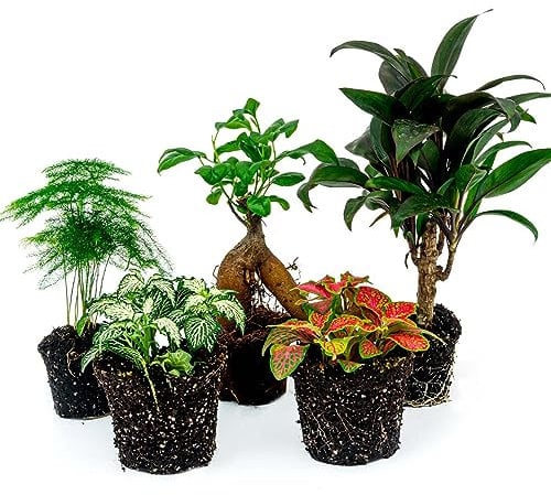 urbanjngl.com - Pflanzen Paket Ficus Ginseng - 5 Pflanzen - Bonsai