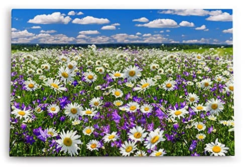 Paul Sinus Wandbild 120x80cm Gänseblümchen Blumenwiese Wiese Sommer Wildblumen