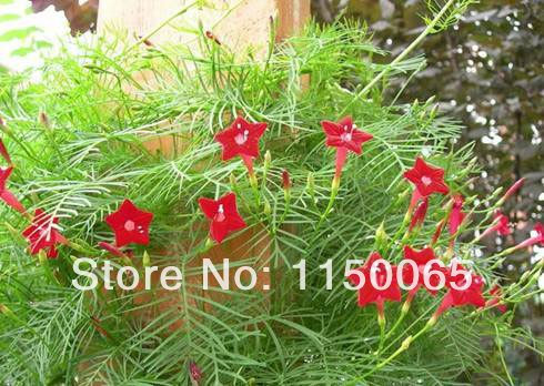 Aachondra Nuovi semi di fiori di cipresso rosso fresco da 25 pezzi
