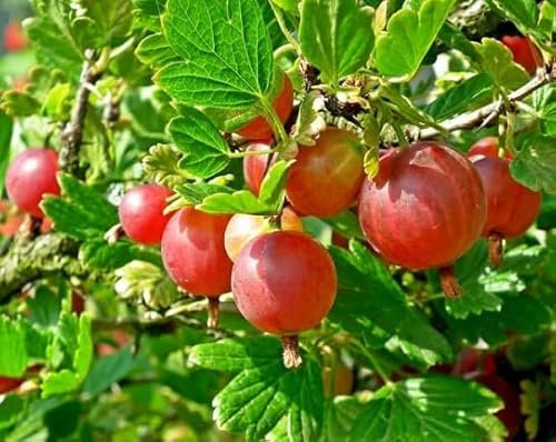 90 graines de groseille à maquereau rouge