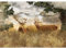 Runa Art Papel tapiz fotográfico ciervos naturales 352 x 250 cm Lana Fondo De Pantalla XXL Moderna Decoración De Pared Sala Cuarto Oficina Salón marrón 9272011a