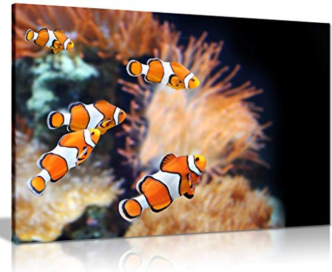 Clown Fish Canvas Wall Art Picture Print (12x8)