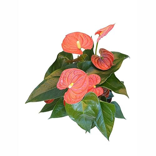 50 pcs anthurium pflanze samen - wildblumenwiese saatgut mehrjährig,Anthurium andraeanum,anthurium clarinervium,Flamingoblume deko wohnzimmer modern garten geschenke für männer schmetterlingswiese