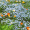 Veronica-Samen, Vergissmeinnicht-Samen, pflanzen garten，dekoration wohnzimmer deko garten，Sehr Bienen und Insektenfreundlich zimmerpflanzen，Wunderschön leuchtende Blumen mit hochbeete 100pcs