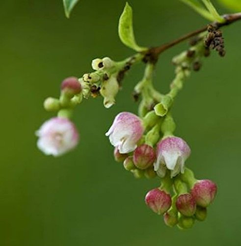 Knallerbsenstrauch 100-125cm - Symphoricarpos albus - lebende Gartenpflanze aus den Baumschulen