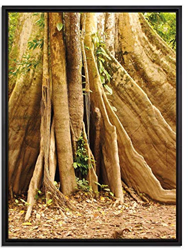 Pixxprint Mächtiger Urwald Baum Leinwandbild 80x60 cm im Bilderahmen, Wandbild, Schattenfugenrahmen, Kein Poster