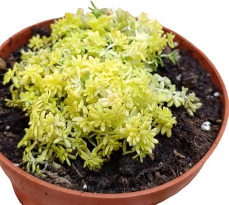 Sedum japonicum TOKYO SUN Sedum oron pianta grassa gialla reflexum gold