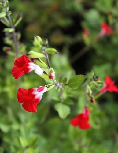10 Stück Pfirsich - Salbei Stauden 'Salvia Greggii Hot - Lips' winterhart Freilandaufzucht