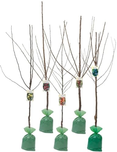 Alberi da frutto XXL Set di 5 (Conferenza di mele, Conferenza di pere, Ciliegia Dolce Kordia, Ciliegia Acida Schattenmorelle e Prugna Hauszwetsche)