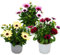 Exotenherz - Kapkörbchen - Osteospermum ecklonis - 11cm Topf - Set mit 3 Pflanzen - Farb-Mix