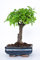 Bonsai Baum mit Keramik Blumentopf - Ligustrum, Ficus, Carmona, Podocarpus, Chinese elm - ca. 6-9 Jahre (15 cm Schale ca. 6 Jahre, Chinese elm P15)