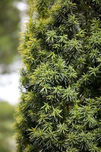 Taxus baccata Kugel 30-35 cm - Europäische Eibe, immergrün, ideal für formale Gärten und Kübel, pflegeleicht und winterhart