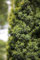 Taxus baccata Kugel 30-35 cm - Europäische Eibe, immergrün, ideal für formale Gärten und Kübel, pflegeleicht und winterhart