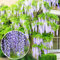 Wisteria sinensis | Blue Flowering Deciduous Hardy Climbing Garden Shrub Plant (60-80cm Incl. Pot)