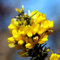 50 pcs ginster pflanzen winterhart samen - geschenke für gartenliebhaber,Cytisus scoparius, pflanzensamen zimmerpflanzen balkonpflanzen winterhart winterfeste pflanzen für balkon