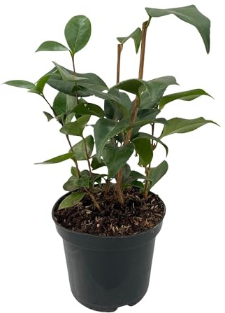 Kamelie Camellia japonica Tricolour Strauch Blüte Rosa, 3 Pflanzen 30 cm | immergrün, für Garten und Terrasse, winterhart, für Beet und Kübel